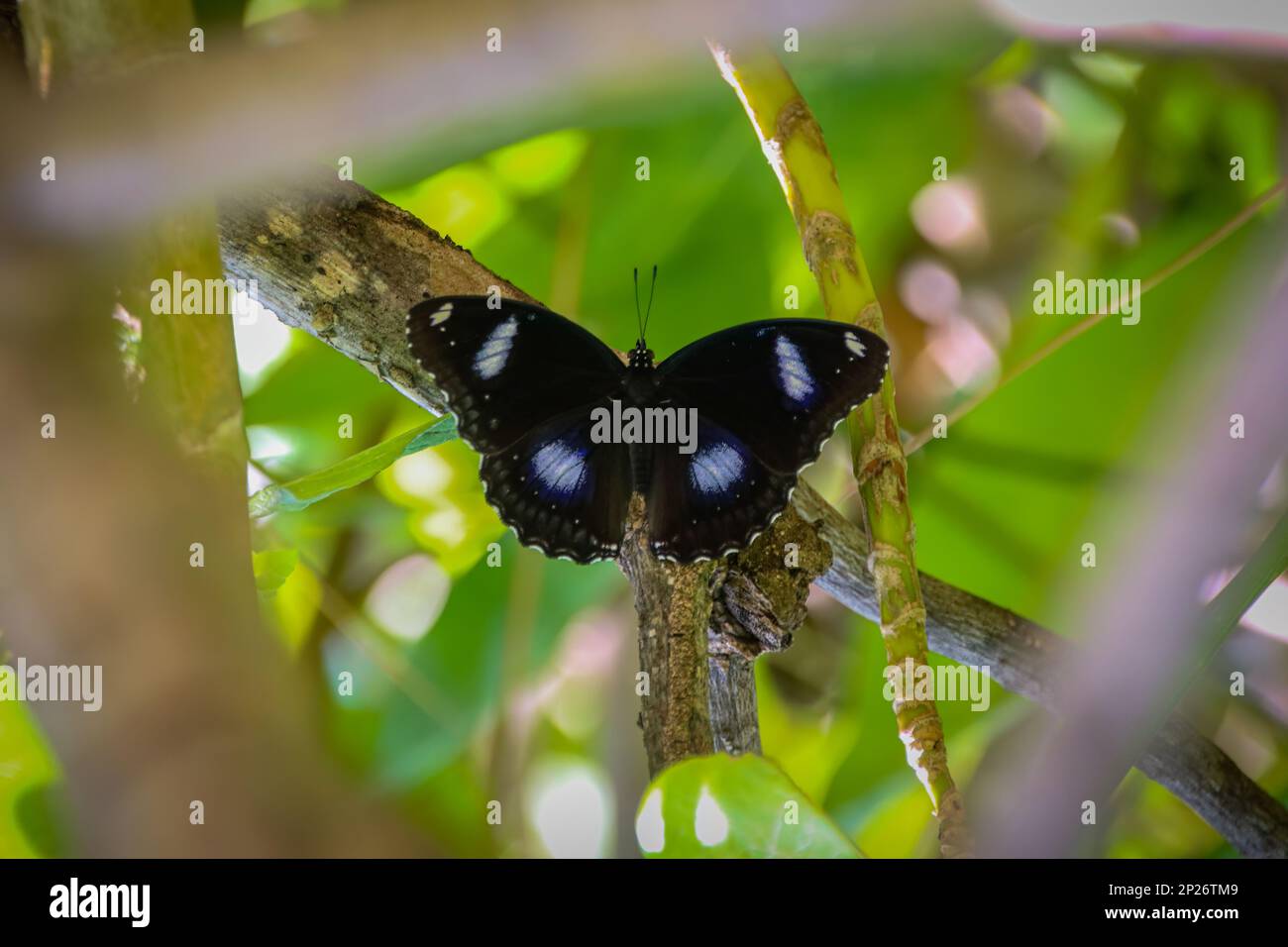 A Male Blue moon butterfly, The great eggfly or common eggfly( Hypolimnas bolina ) drinking nector from premna species. black wings with white spots,e Stock Photo