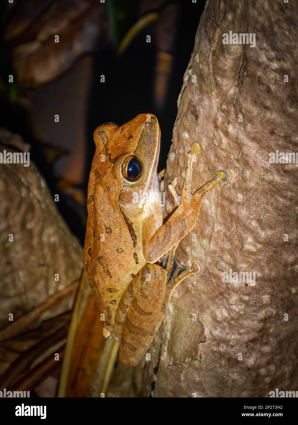Common Southeast Asian Tree Frog (Polypedates leucomystax) frog from thailand It is a frog that can climb well. able to meet even in houses or backyar Stock Photo