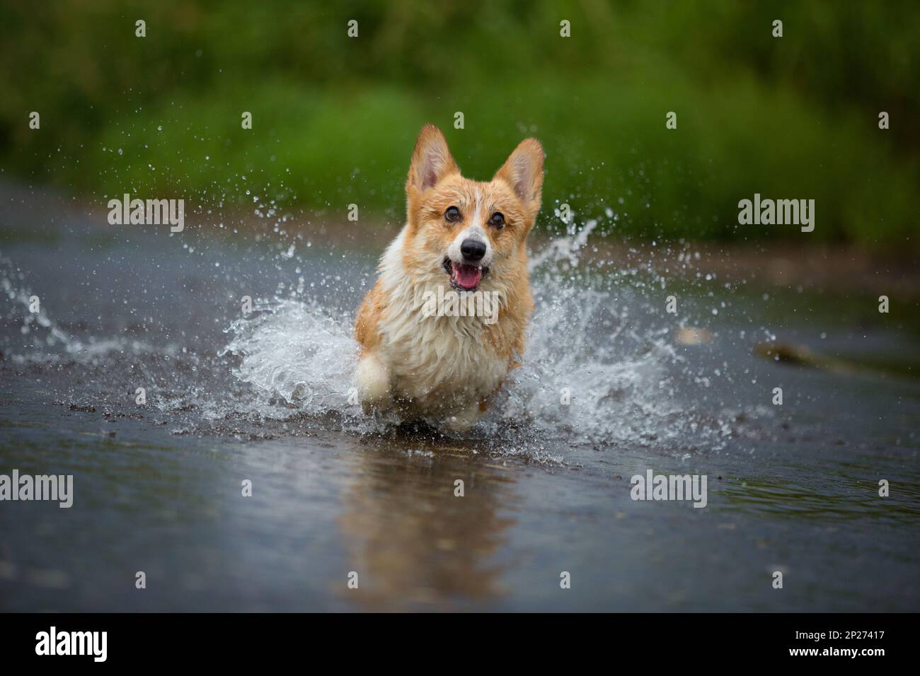 Corgi in cheap water