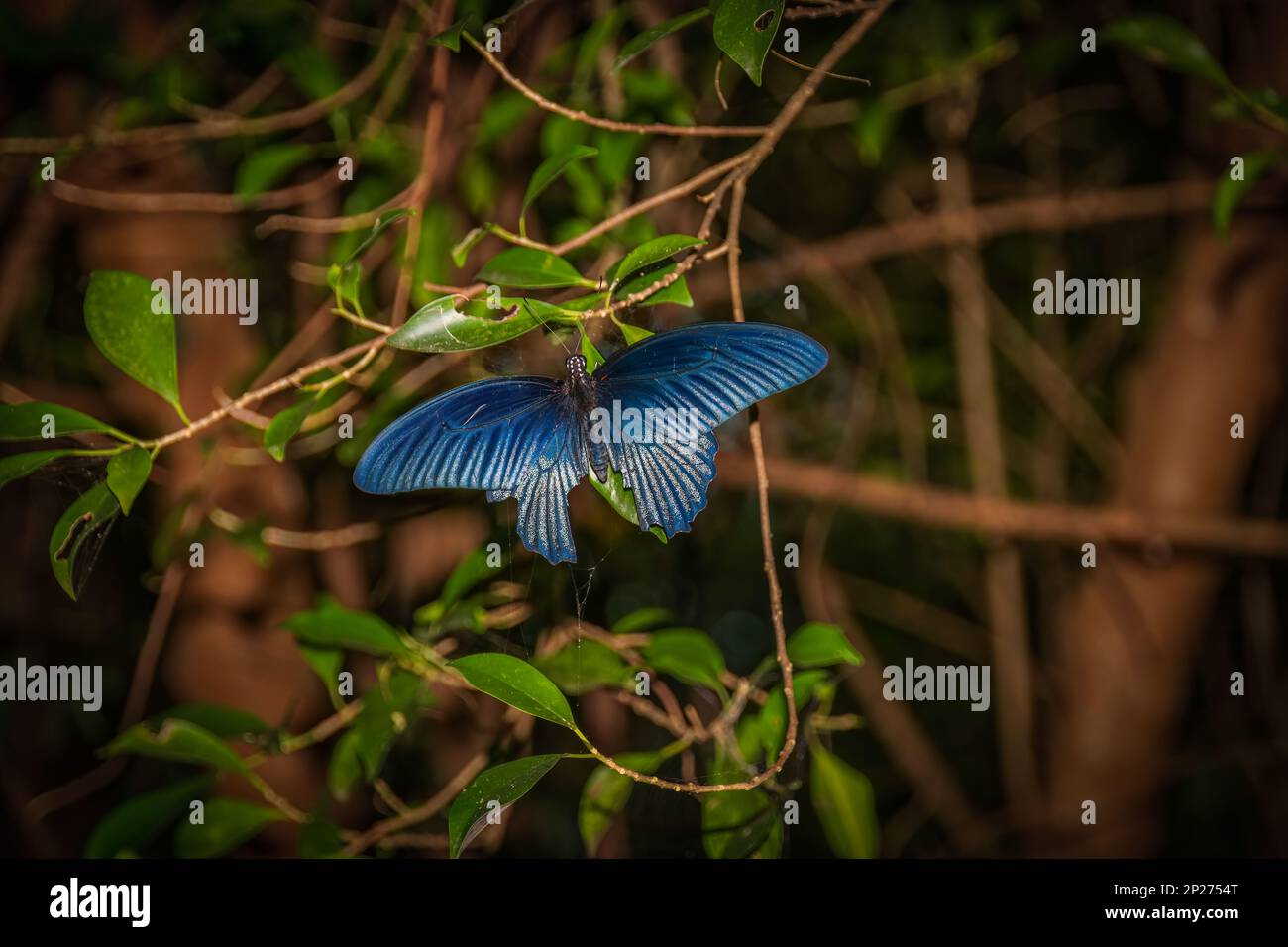 Black butterfly (Great Mormon, Papilio memnon), butterfly of Thailand Stock Photo