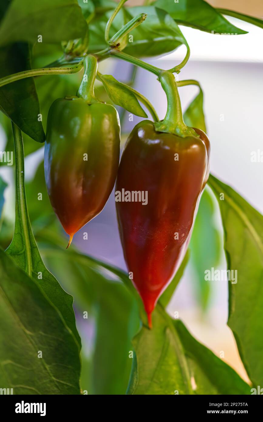 Beautiful large growing sweet peppers in a greenhouse close-up. Fresh juicy red peppers on the branches macro. Agriculture - large crop sweet pepper, Stock Photo