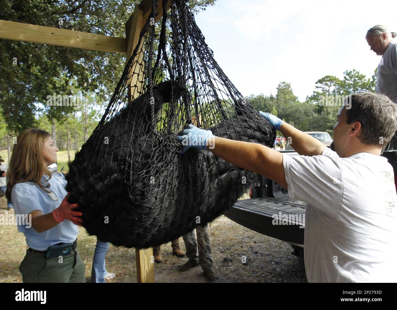 In this Saturday, Oct. 24, 2015, photo, black bear is weighed by 