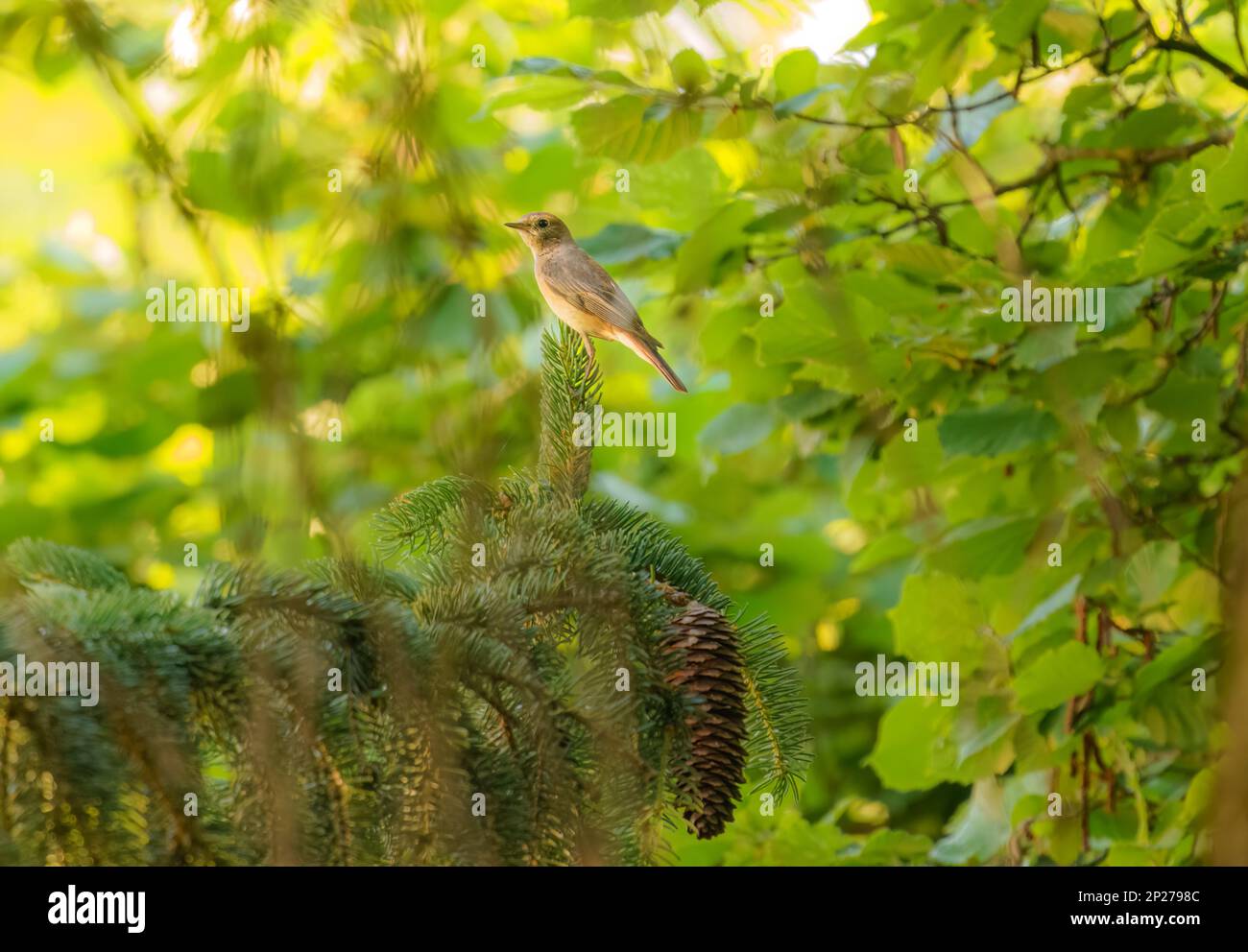 Cute female Daurian redstart( Phoenicurus Phoenicurus )perched on the wood , animal in the wild Stock Photo