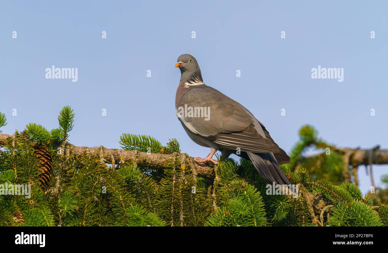 Woodpigeon - Columba palumbus, beautiful colorful pigeon from European forests Stock Photo
