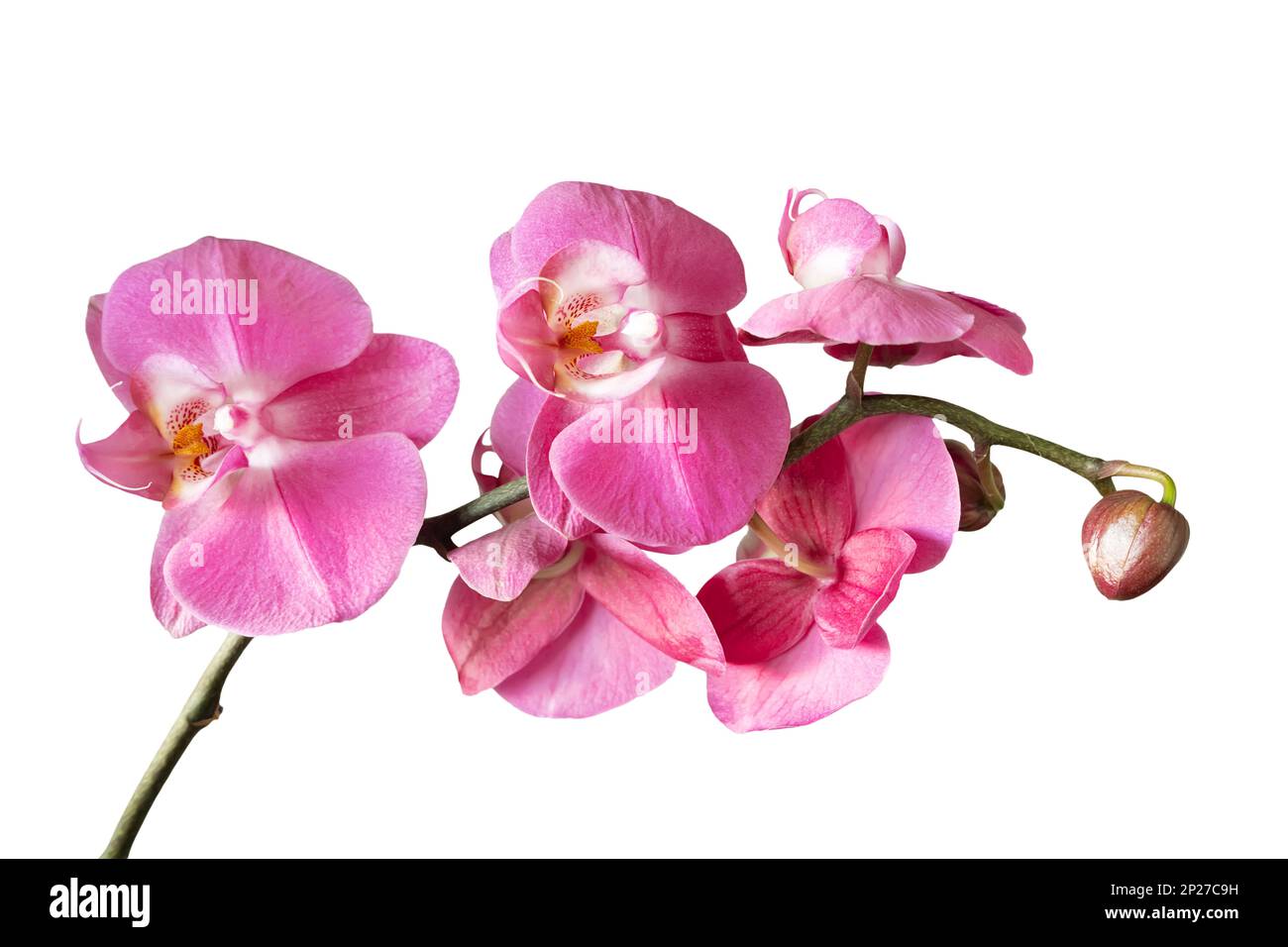 Purple orchid flower phalaenopsis, phalaenopsis or falah. Orchid branch with pink flowers isolated on white background. Floriculture, flower shop, hom Stock Photo