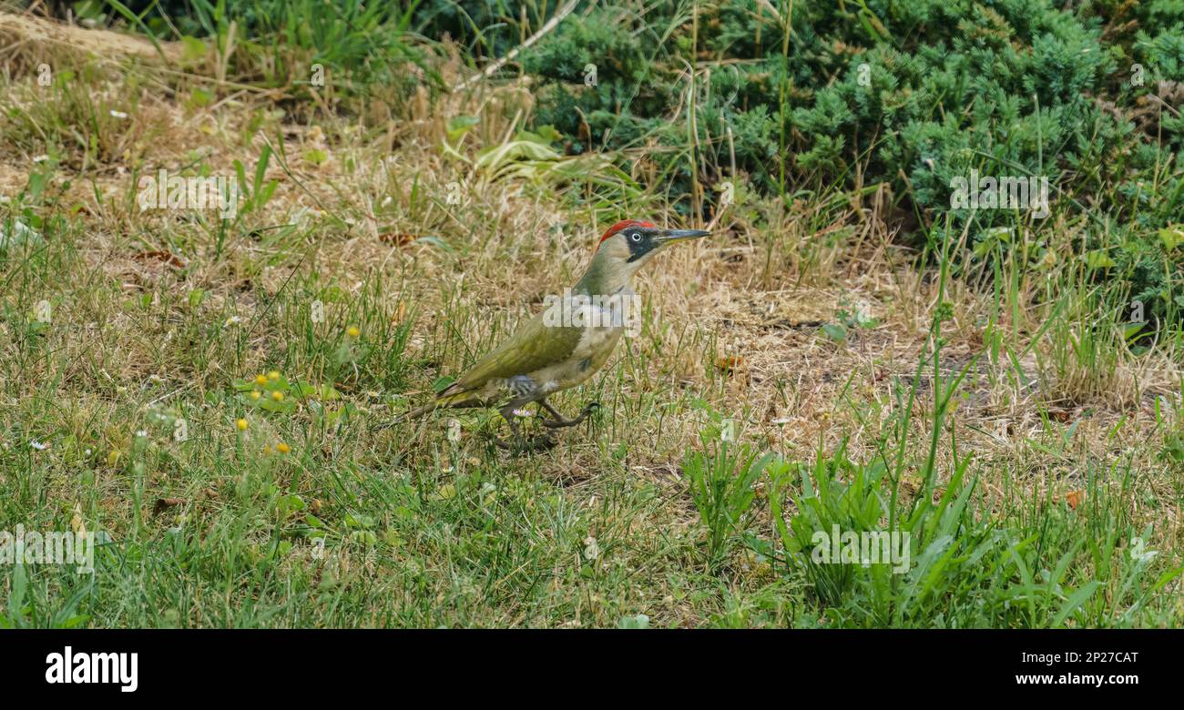 European green woodpecker (Picus viridis) in natural habitat Stock Photo