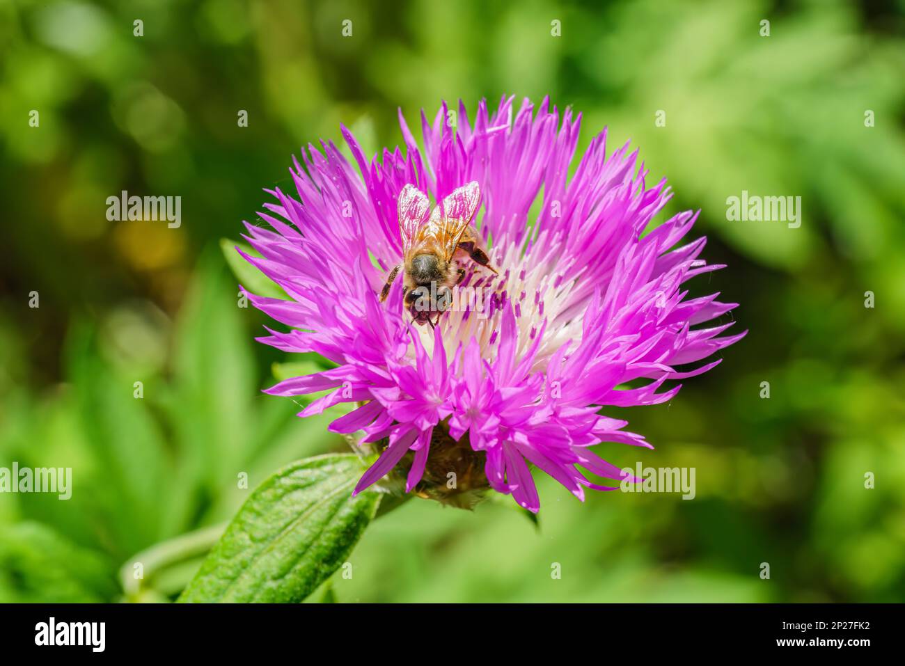 a western honeybee, Apis mellifera, in close-up, which belongs to the true bees, collects pollen from a beautiful blue cornflower Stock Photo