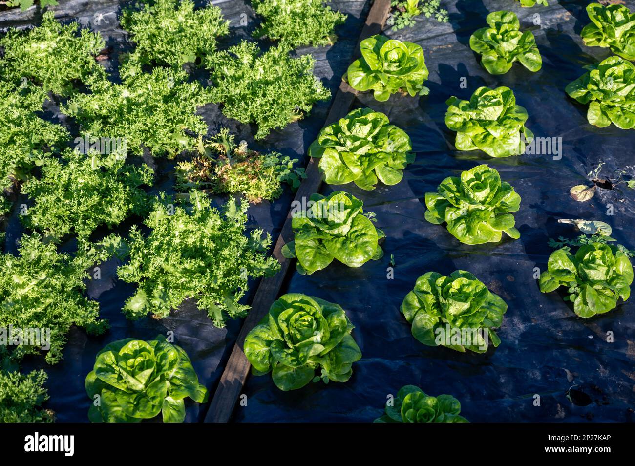 Organic vegetable garden with fertile covered soils and rows of growing