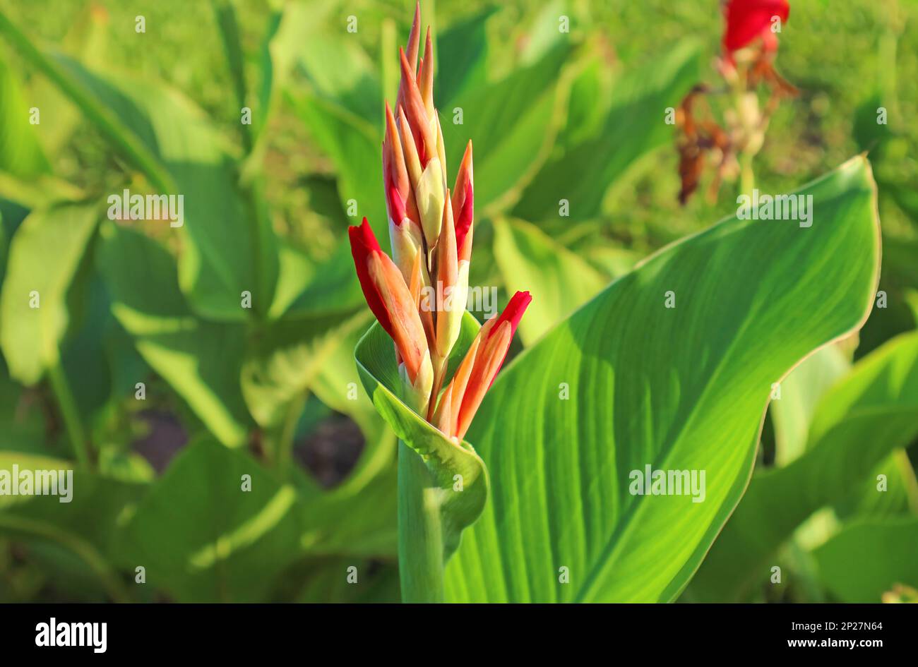 Closeup of Canna Lily Flower Buds Growing in the Sunlight Stock Photo