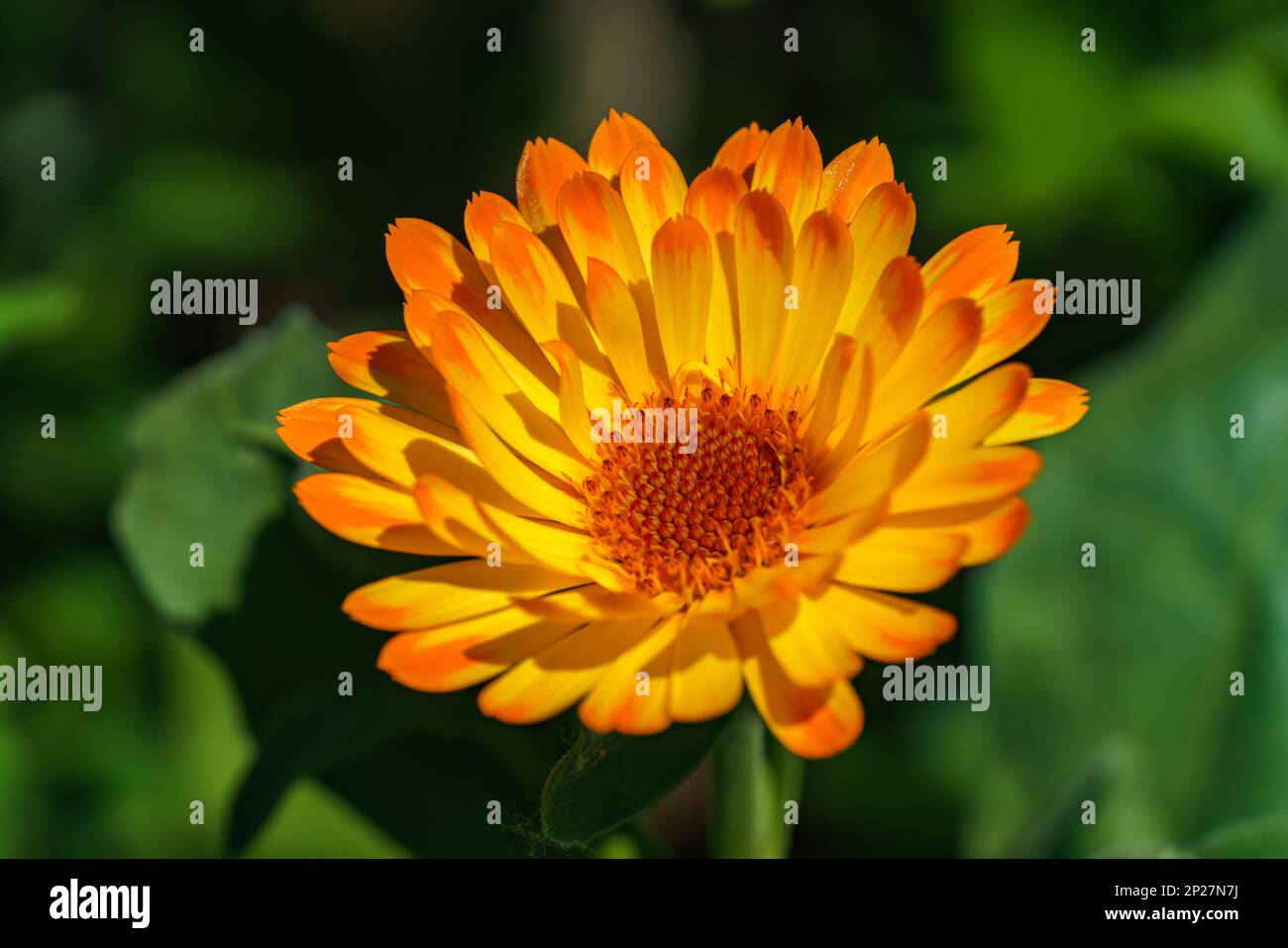 Orange pot marigold or ruddles or common marigold or Scotch marigold, Calendula officinalis, flower close up Stock Photo