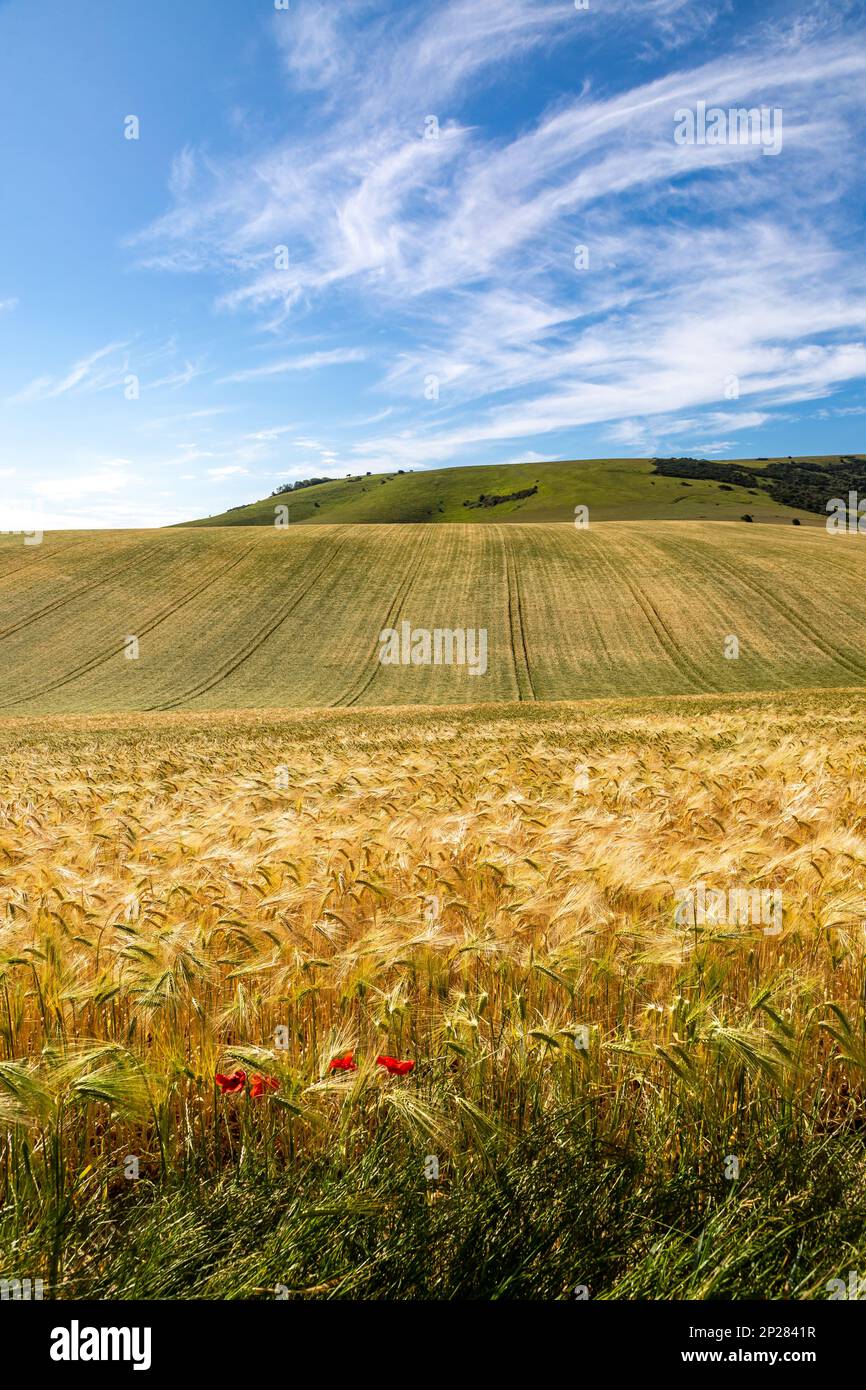 Golden cereal crops in the South Downs in summertime Stock Photo Alamy