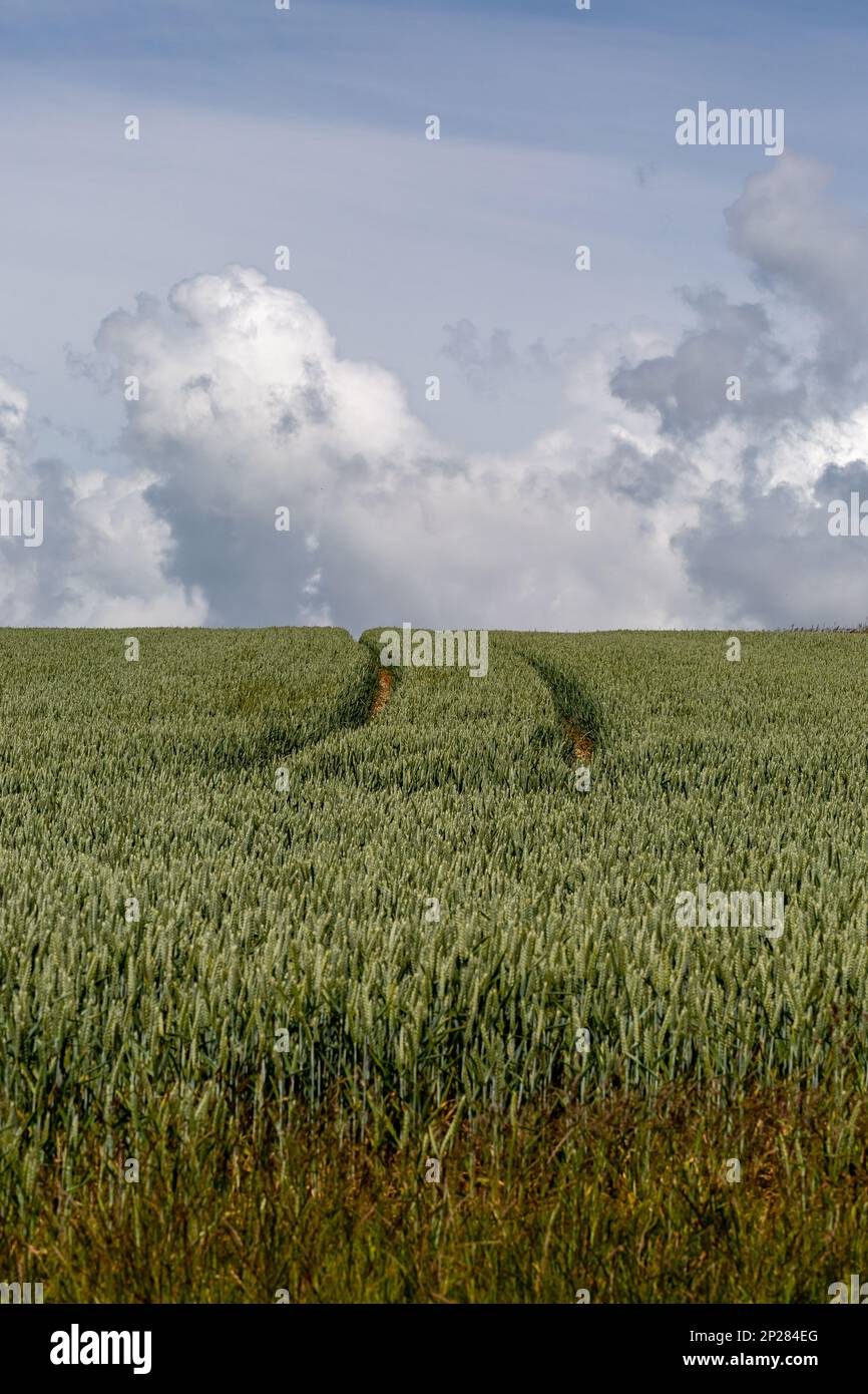 A field of cereal crops growing in the South Downs Stock Photo
