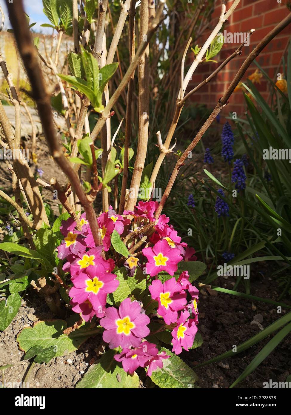Detail of a group of pink and yellow polyanthus flowers in full bloom. Stock Photo