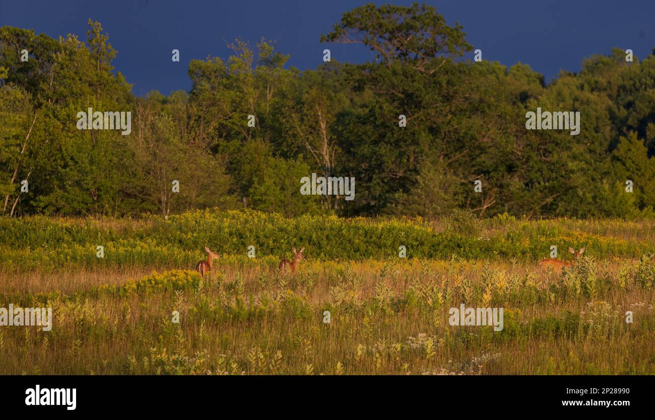 Three whitetails in a stormy northern Wisconsin field. Stock Photo