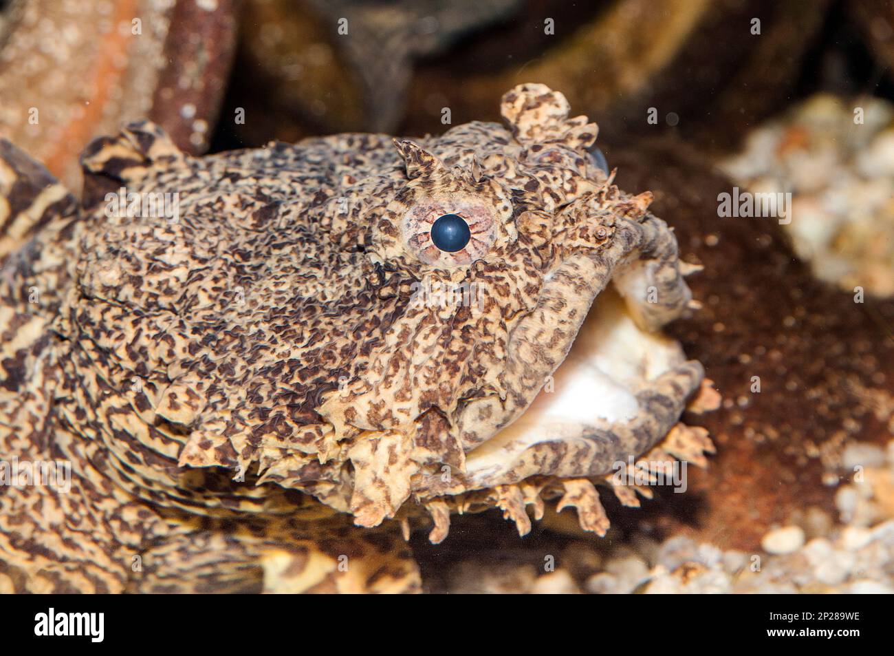 Oyster Toadfish facing right close-up Stock Photo