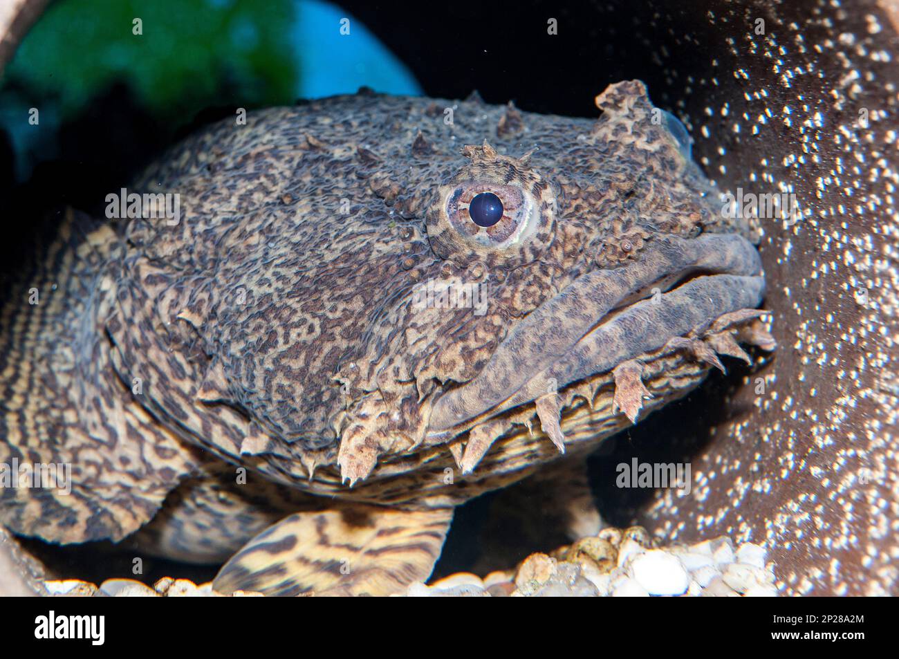 Oyster Toadfish medium shot Stock Photo - Alamy