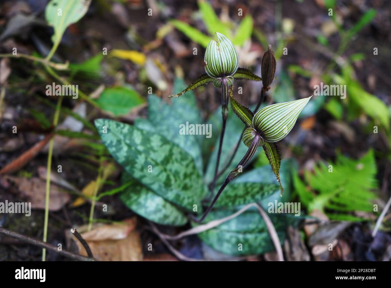 Kunming. 27th Feb, 2023. This photo taken on Feb. 27, 2023 shows a Paphiopedilum wardii Summerhayes in the Gaoligong Mountains in southwest China's Yunnan Province. Chinese scientists have found a rare plant species Paphiopedilum wardii Summerhayes in southwest China's Yunnan Province. It is the only known wild population of such plants in China.TO GO WITH 'Rare orchid species found in China's Yunnan' Credit: Shen Xiuying/Xinhua/Alamy Live News Stock Photo