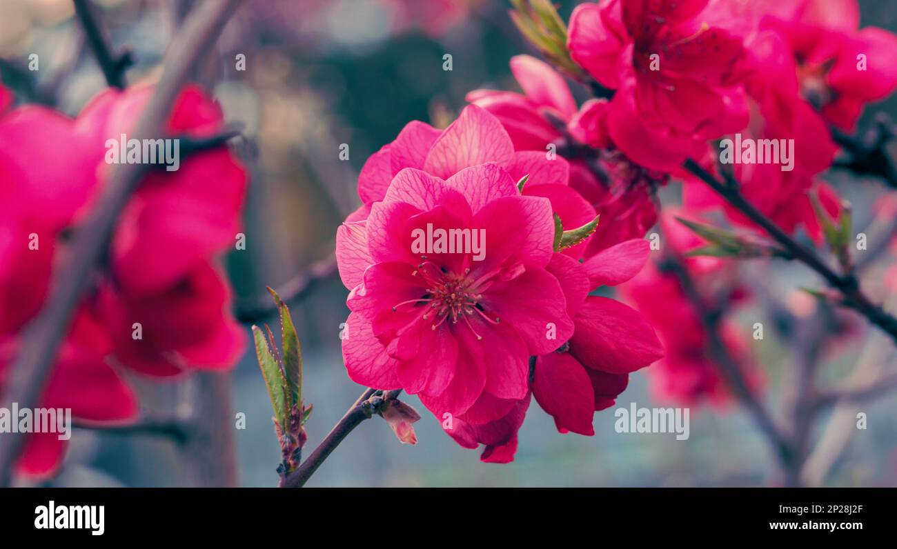 Peach flower pink wrapping hi-res stock photography and images - Alamy