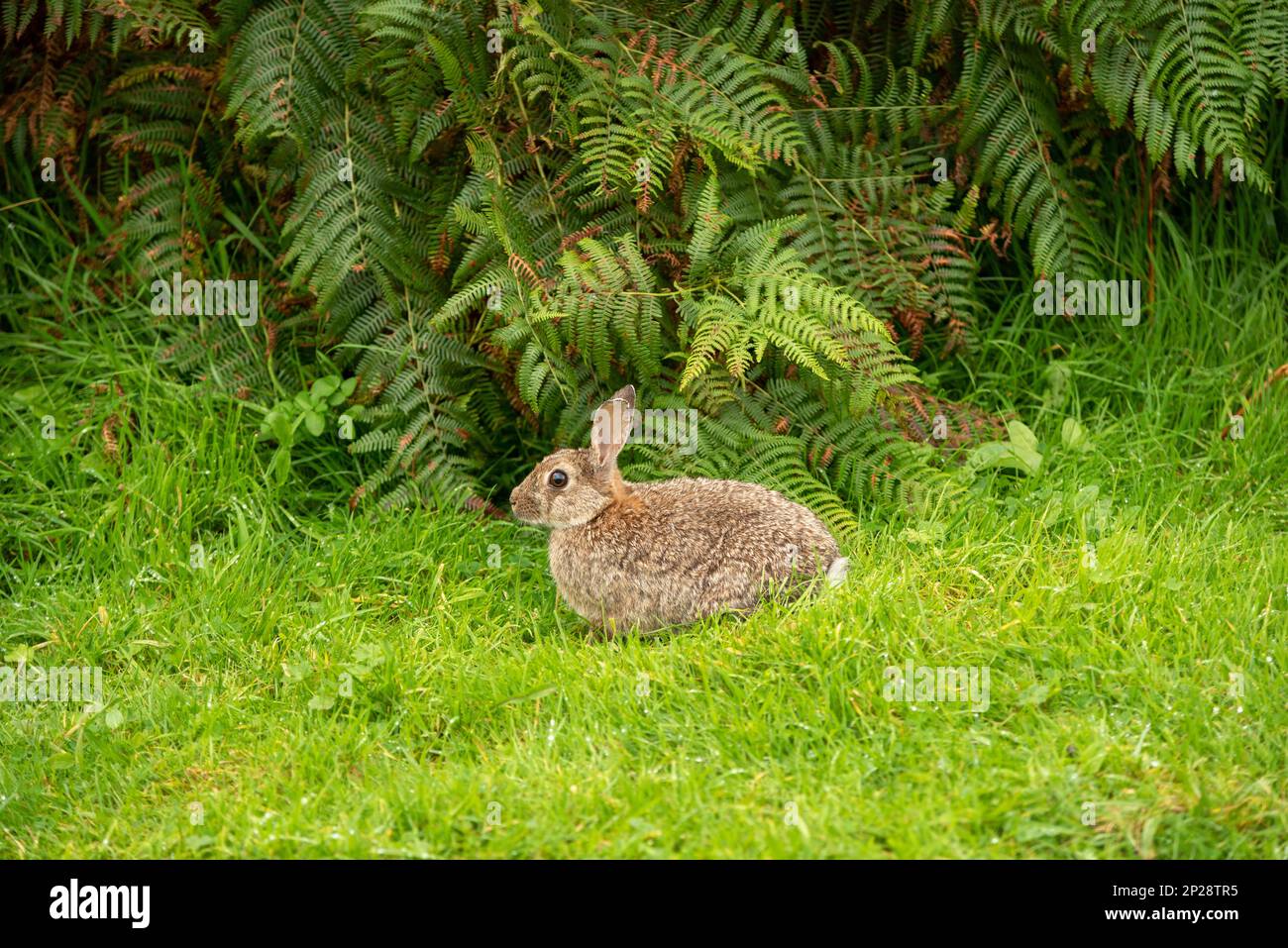 Wild rabbit in the Scottish highlands Stock Photo Alamy