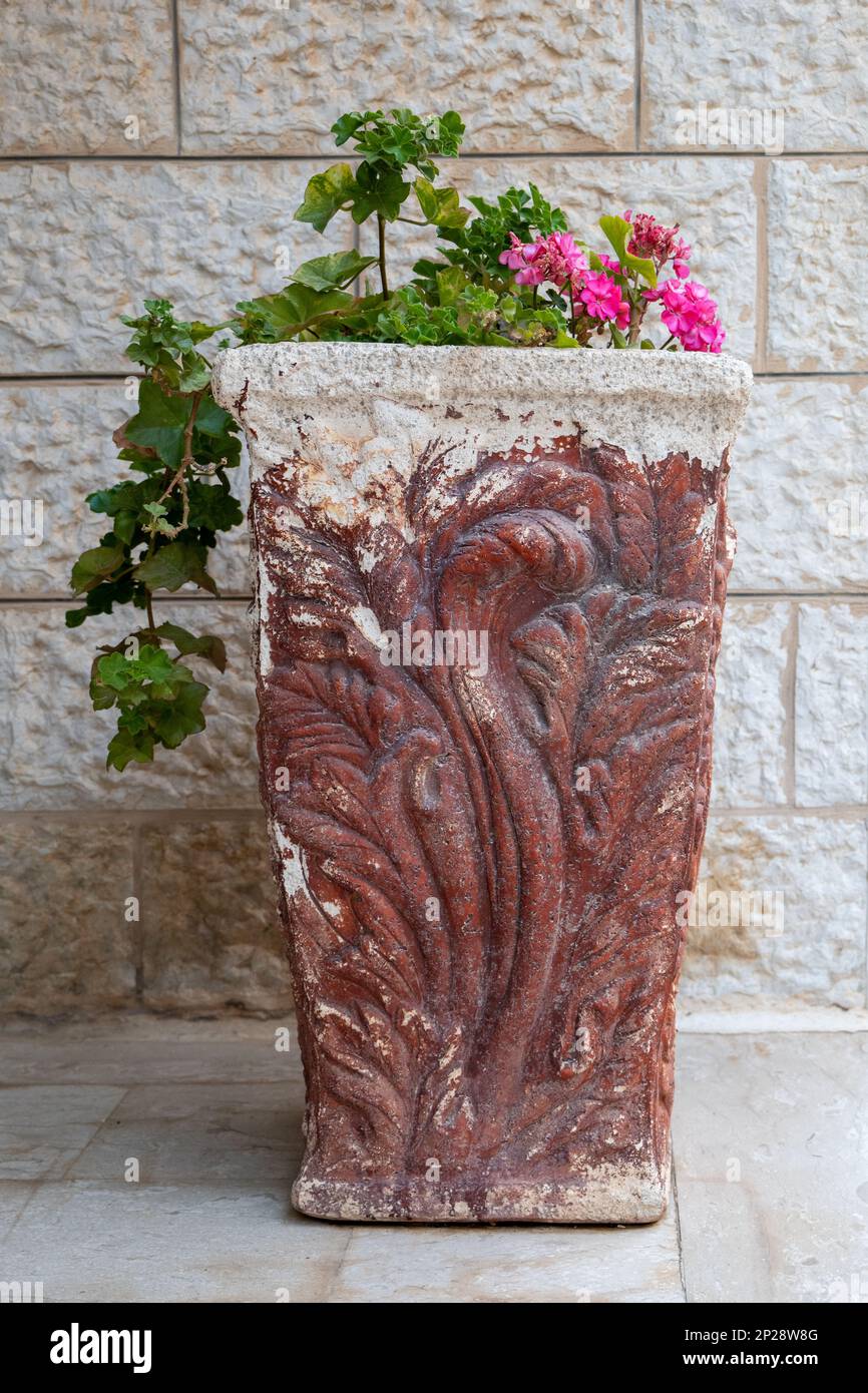 Ivy Geranium Pelargoniums (Pelargonium) in a large Ancient Pot Against a White Brick Wall Stock Photo