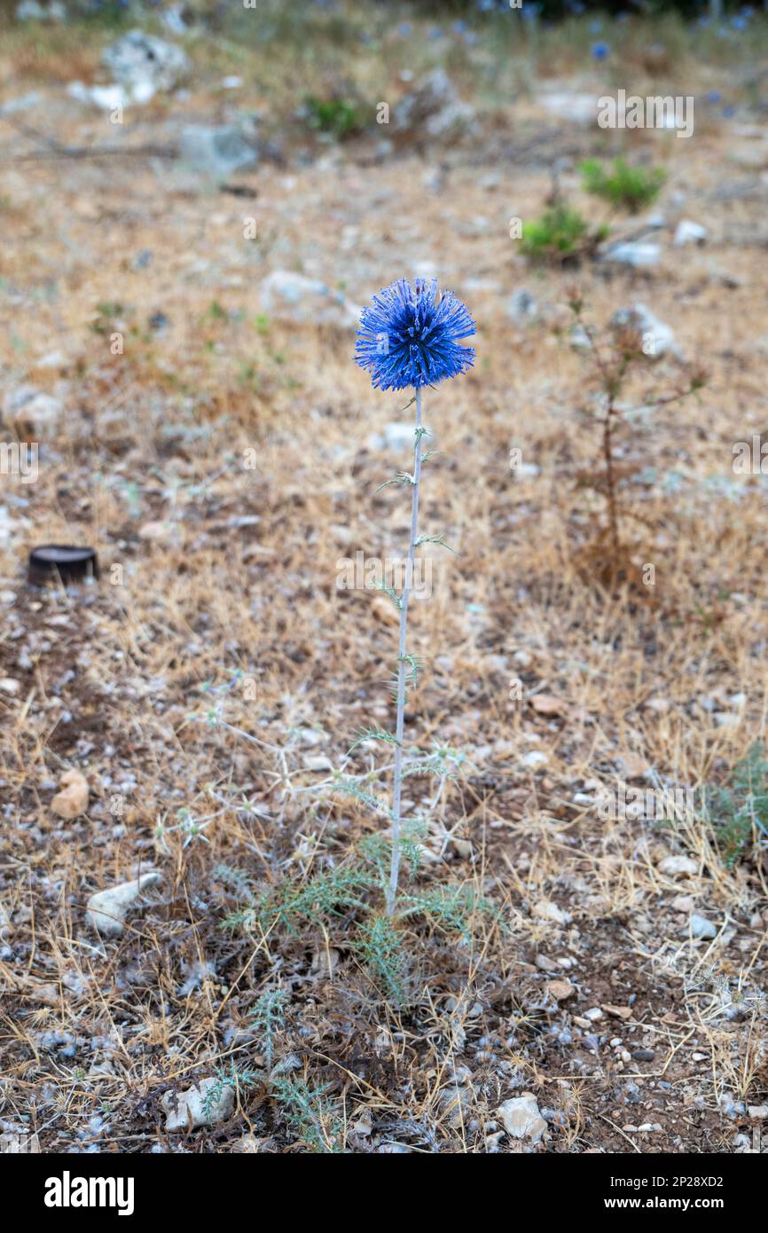 Blue Thistle (Echinops) Flower by Ramallah Cityscape at Dawn with Sunset, High Buildings, and Trees Facing the Sun Stock Photo