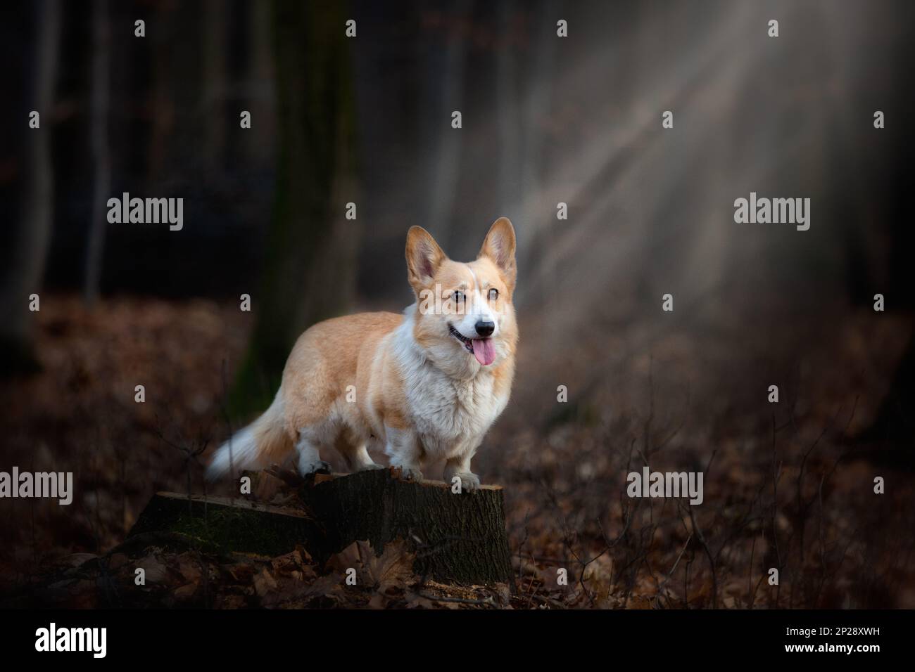 A Welsh Corgi Pembroke dog stands on a pin in the middle of the forest, illuminated by a ray of incident light. In the forest Stock Photo