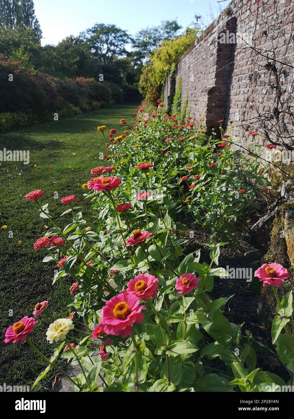 View of a flower border against an old stone wall. Stock Photo