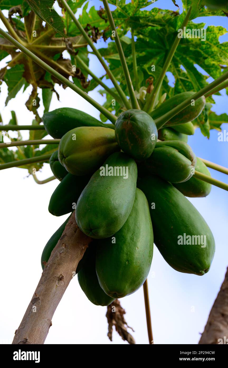Tropical green papaya fruits hanging on tree, plantations of papaya on Canary islands, Spain