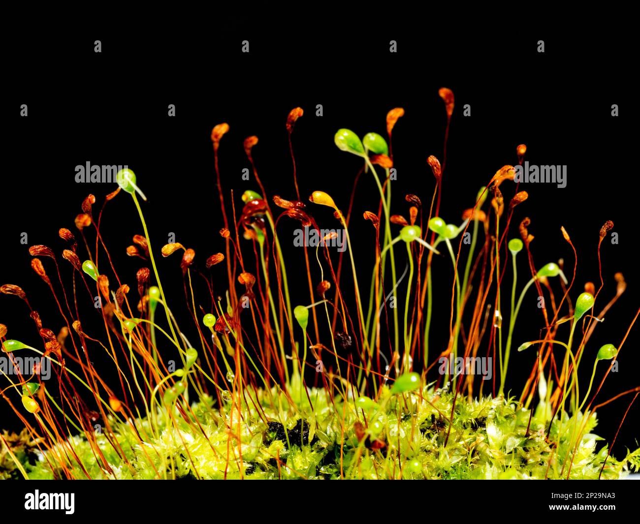 Seed heads of a moss plant photographed against a black background Stock Photo