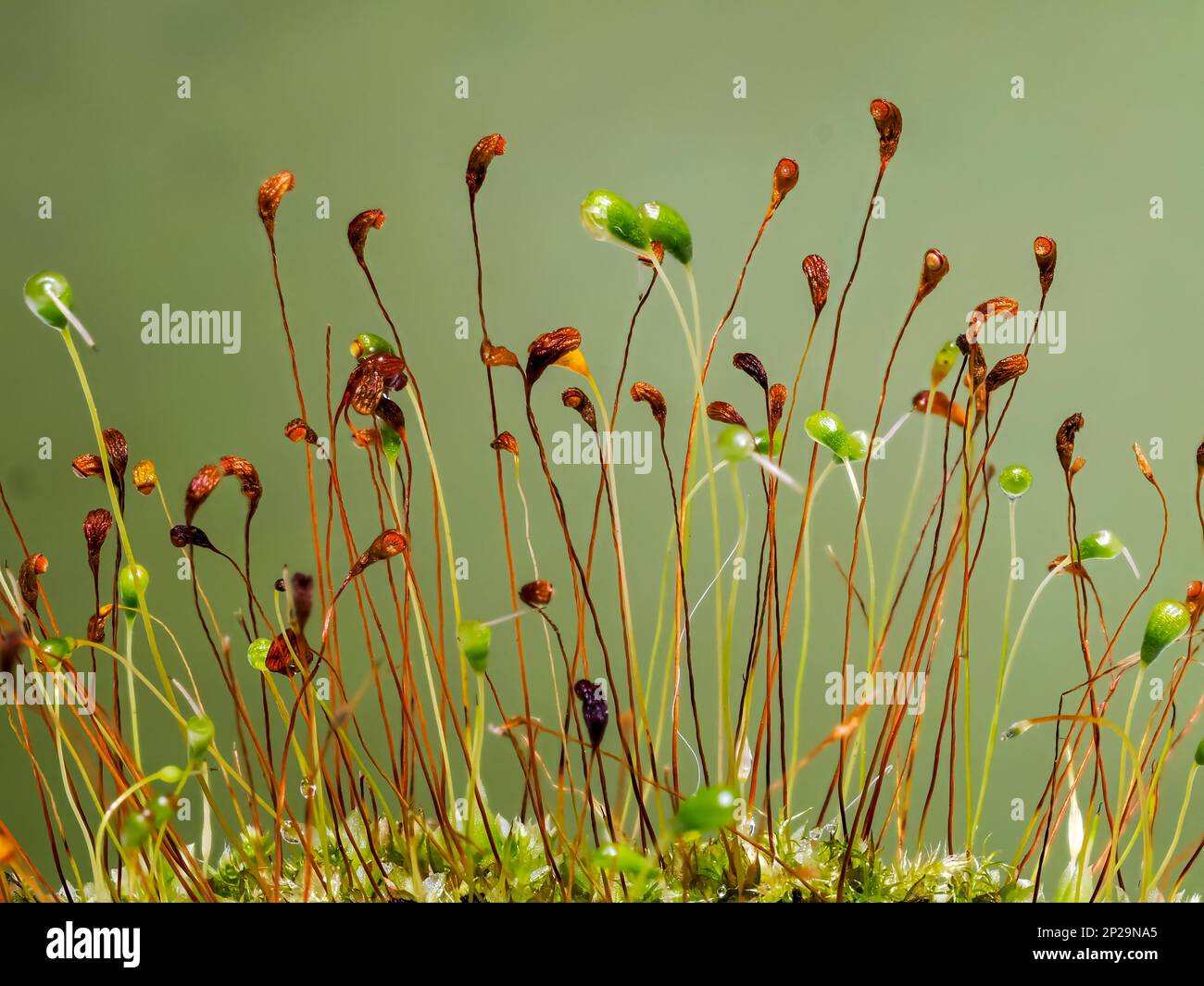 Seed heads of a moss plant photographed against a green background Stock Photo