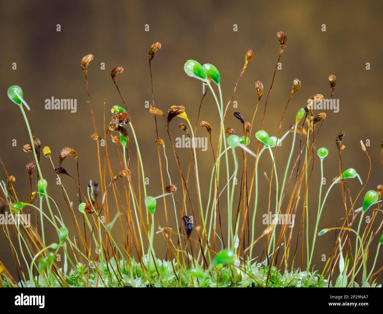 Seed heads of a moss plant photographed against a brown background Stock Photo