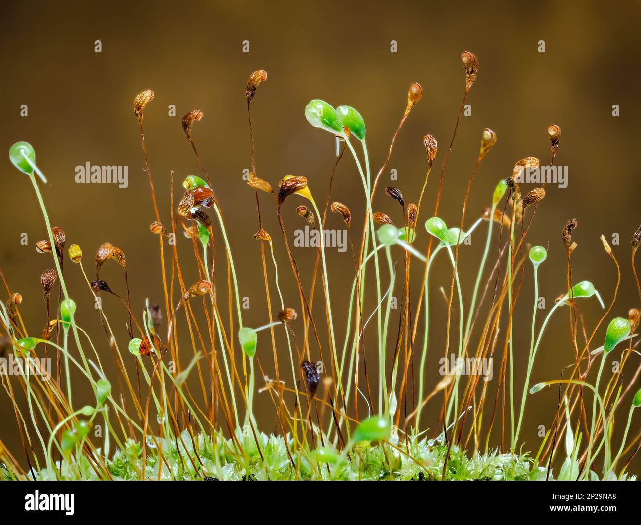 Seed heads of a moss plant photographed against a brown background Stock Photo