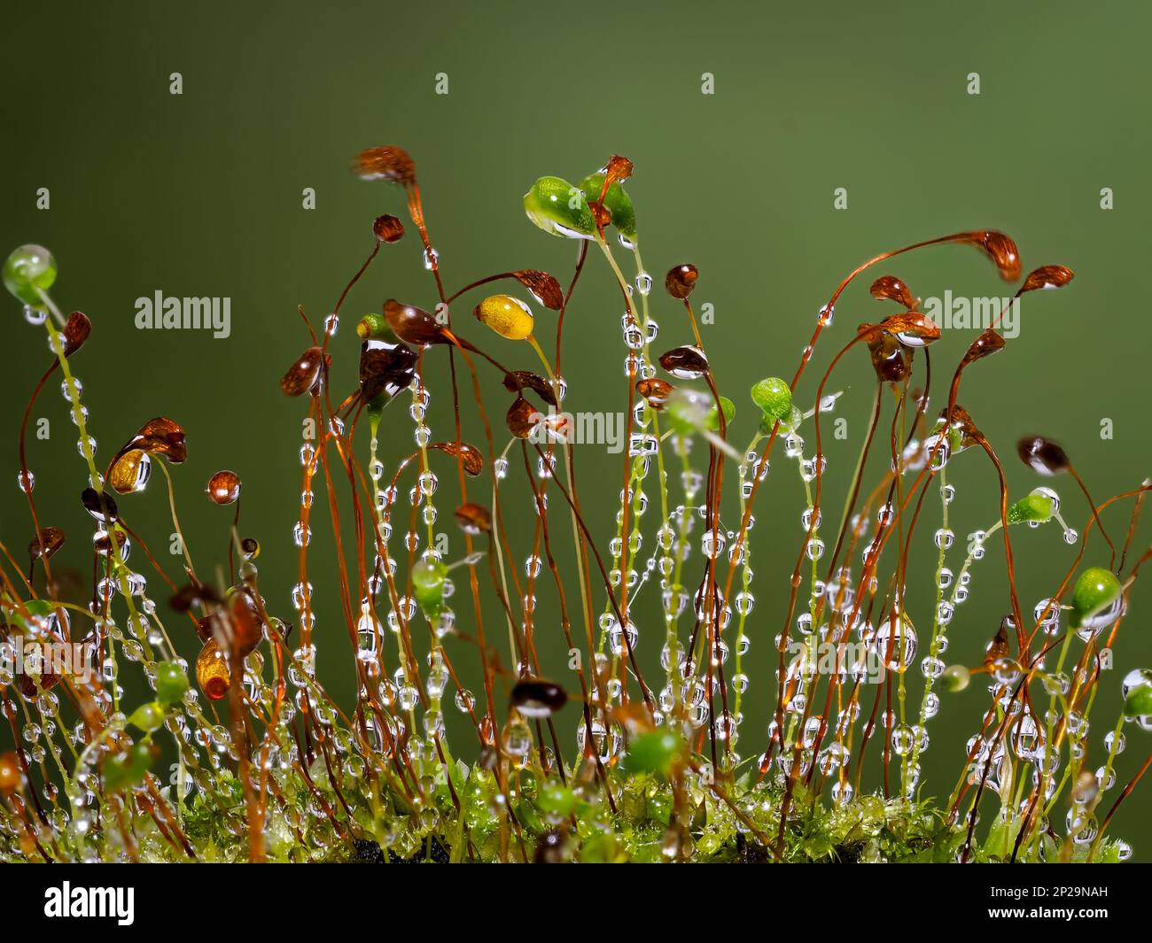 Seed heads of a moss plant, covered in dewdrops and photographed against a green background Stock Photo