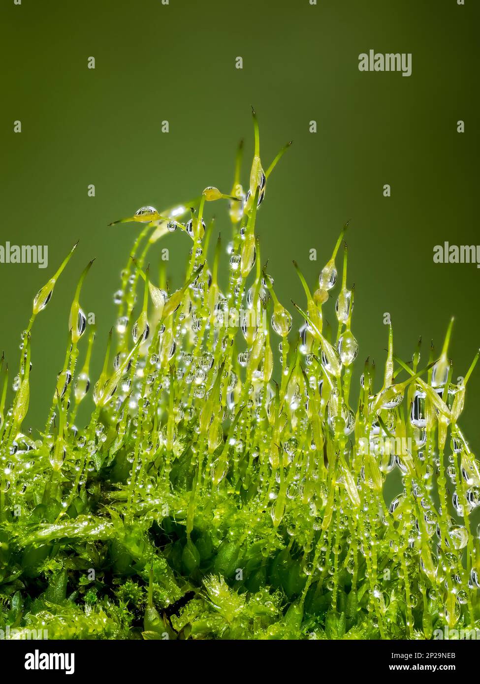 Seed heads of a moss plant, covered in dewdrops and photographed against a green background Stock Photo