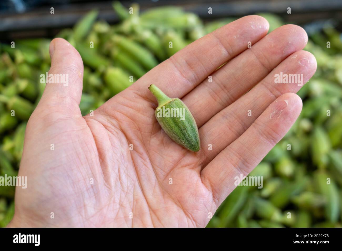 Tiny Okra in the Palm of a Hand in Front of Large Group of Fresh Green