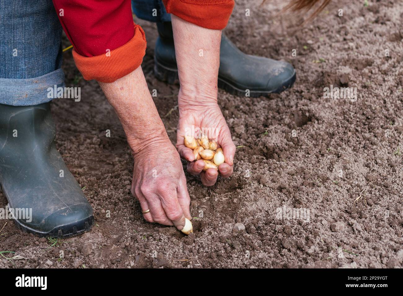 Woman planting onion sets Stock Photo Alamy
