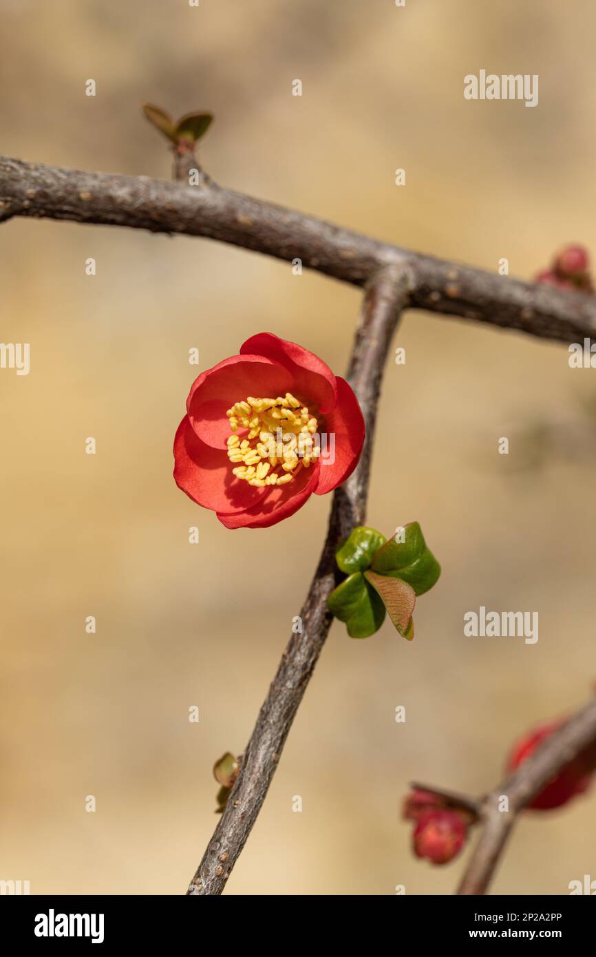 Close up of a single red flowering Japanese Quince flower flowering in March against a blurred background, England, UK Stock Photo