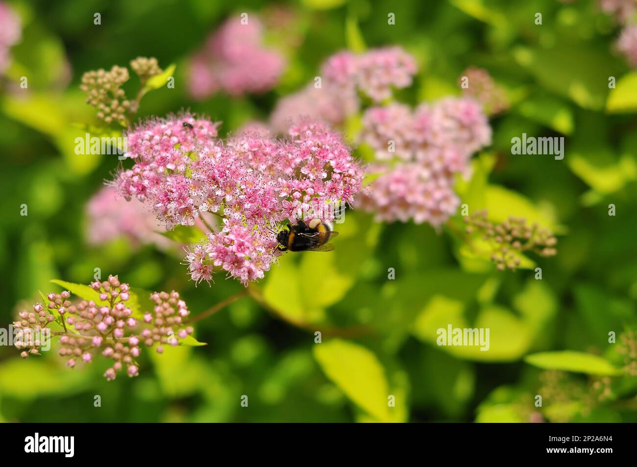 A bumblebee collects pollen on a sprig of flowering Japanese spirea. Garden plant honeysuckle Stock Photo