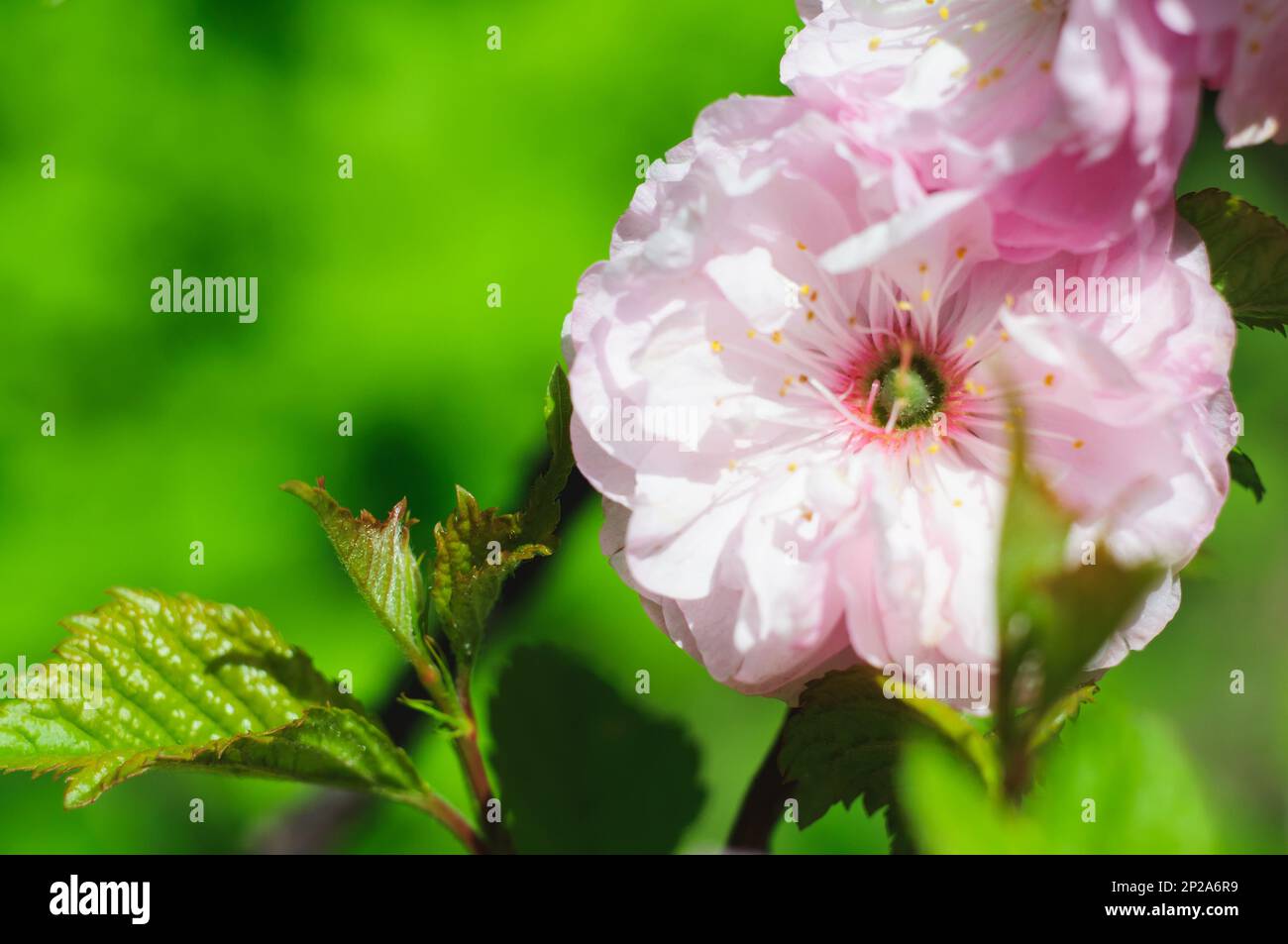 Lush pink amygdalus flower on green blurred background. Spring flowering of a decorative bush, bright sunlight Stock Photo