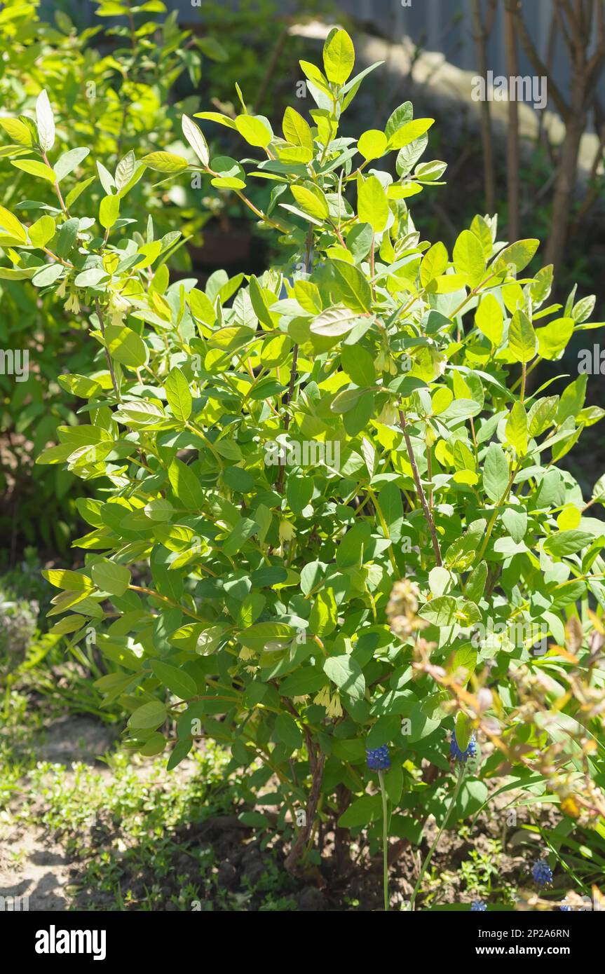 Lonicera edulis hi-res stock photography and images - Alamy