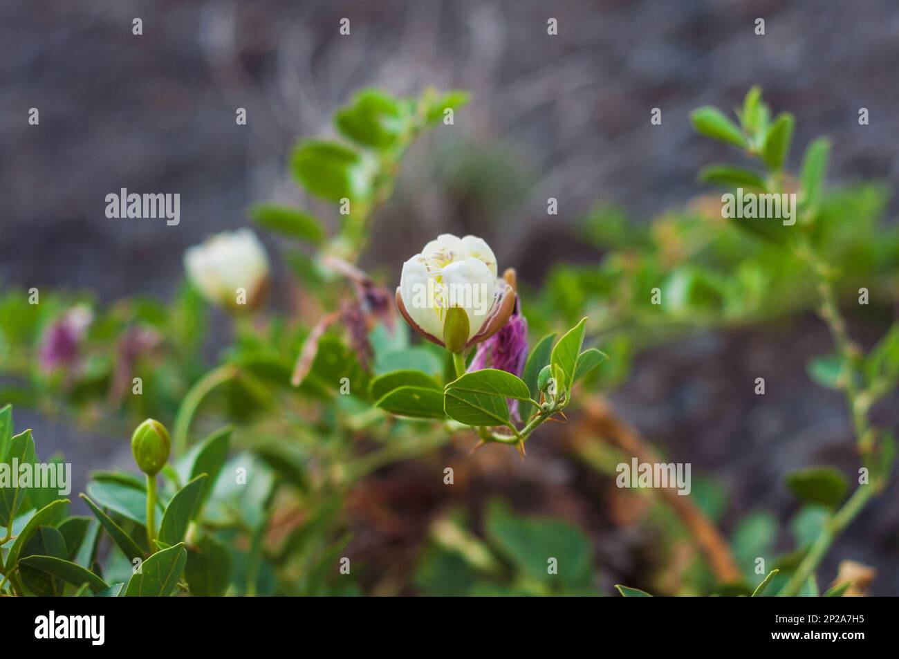 A mountain white flower capparis spinosa growing in a rock. Succulent with beautiful flowering. Stock Photo