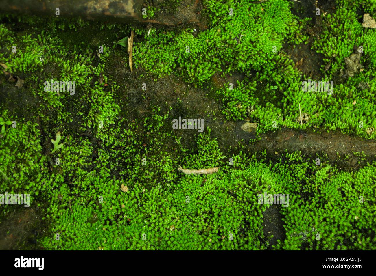 Integrity of the forest, national park. Beautiful green moss on the floor, moss close-up, macro. Beautiful background of moss with sunlight Stock Photo