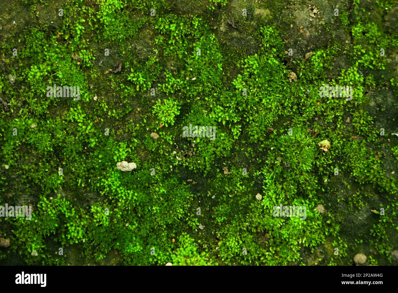 Integrity of the forest, national park. Beautiful green moss on the floor, moss close-up, macro. Beautiful background of moss with sunlight Stock Photo