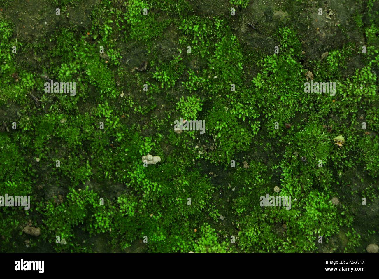 Integrity of the forest, national park. Beautiful green moss on the floor, moss close-up, macro. Beautiful background of moss with sunlight Stock Photo