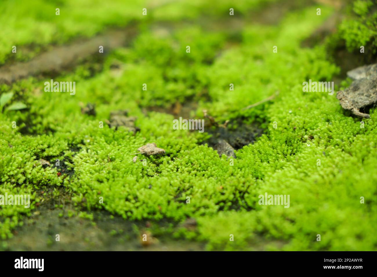 Moss background, green moss background, Green background, Moss