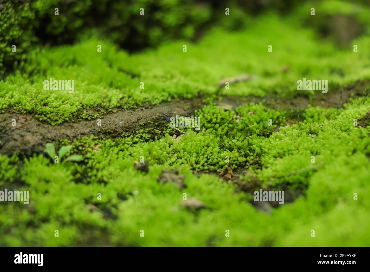 Beautiful Bright Green moss grown up cover the rough stones and on the floor in the forest. Show with macro view. Rocks full of the moss texture in na Stock Photo