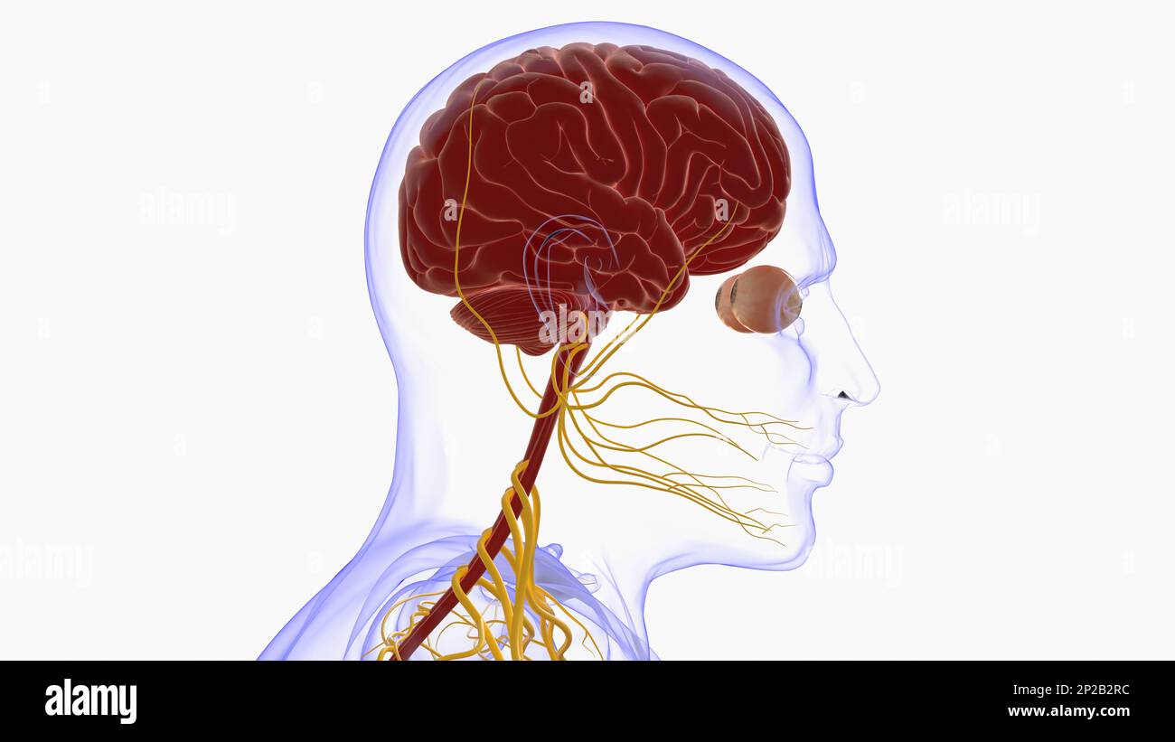 Human brain anatomy for medical concept 3D illustration Stock Photo