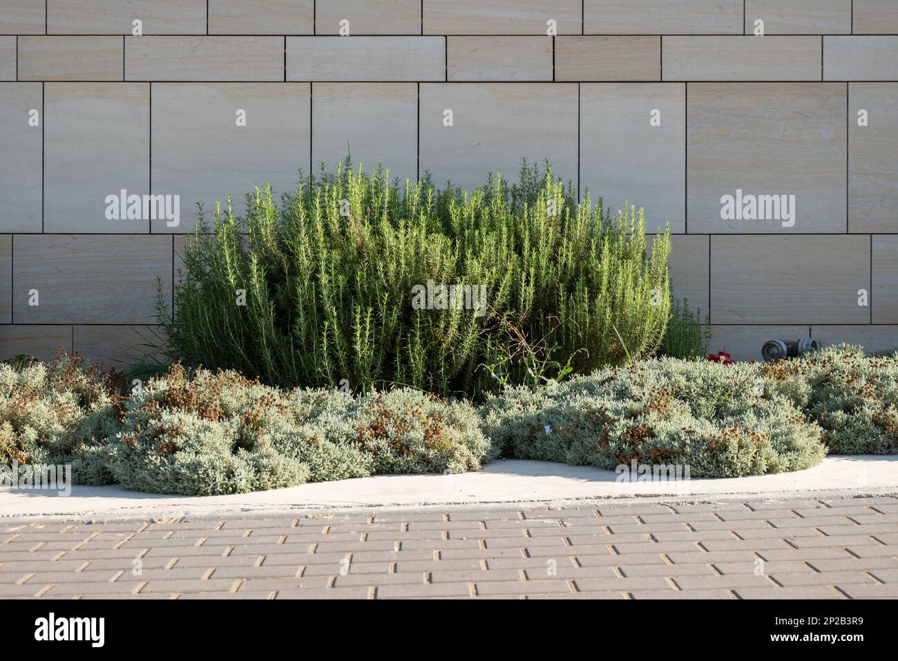 Decorative Rosemary Shrub (Salvia rosmarinus) Evergreen, Needlelike