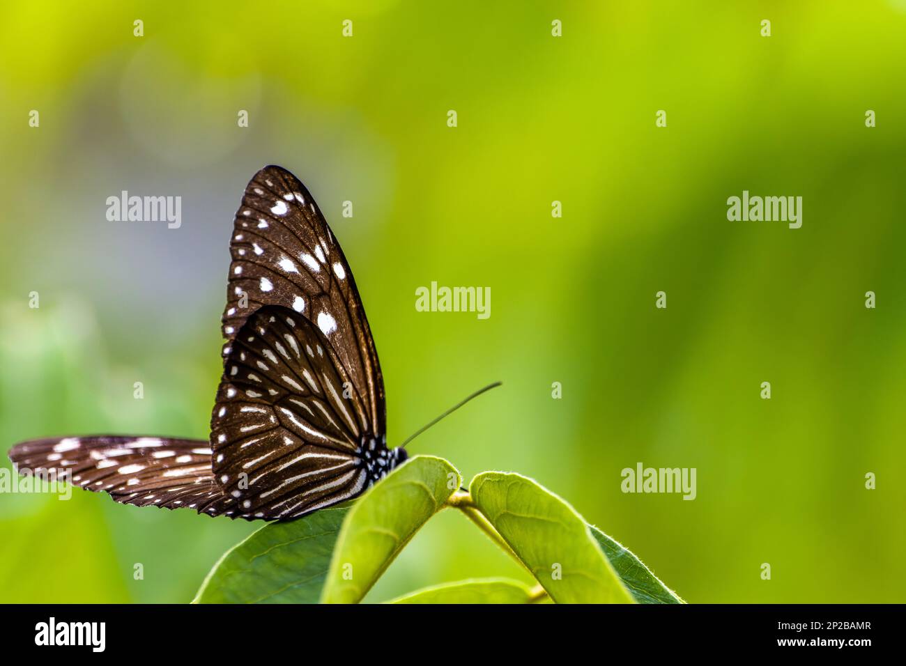 A butterfly of Ceylon blue glassy tiger (Ideopsis similis) perched on a leaf, is a butterfly found in Asia, including Sri Lanka, India and Taiwan, tha Stock Photo