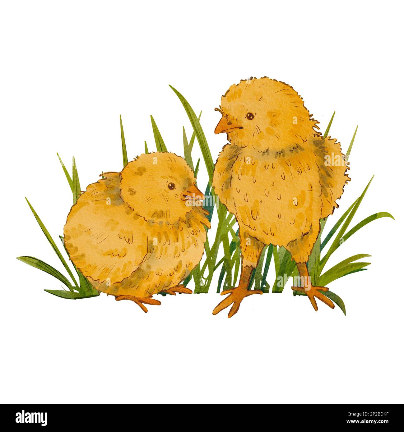 Two cute chickens in the grass isolated on a white background